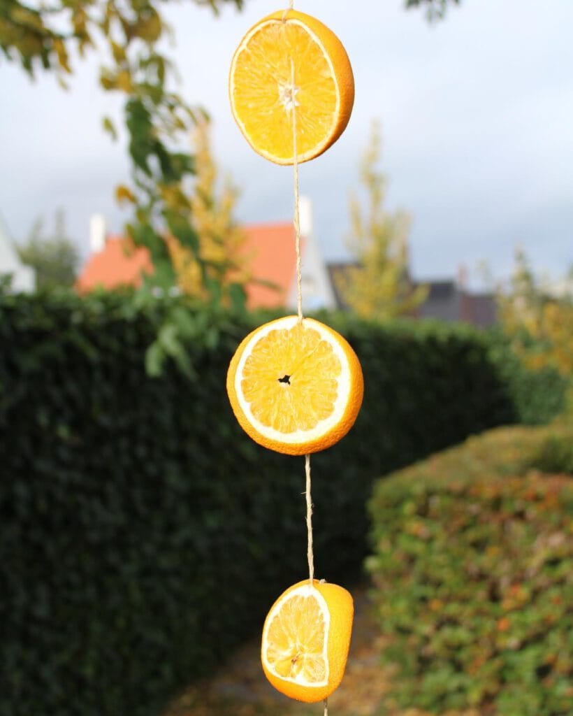 Sinaasappel vogel voer