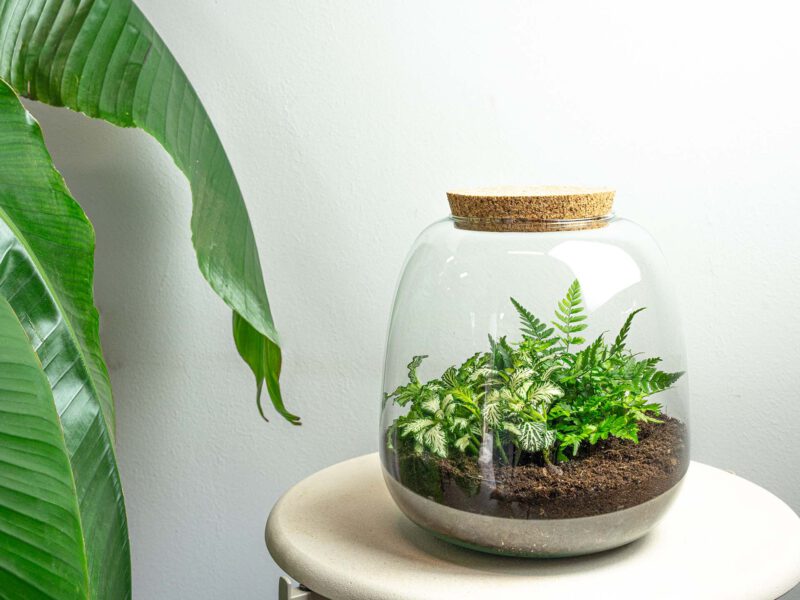 Terrarium Diy Kit - Emma Mini - Diy Kit - ↑ 20 Cm - Ø 19 Cm - Afbeelding 2