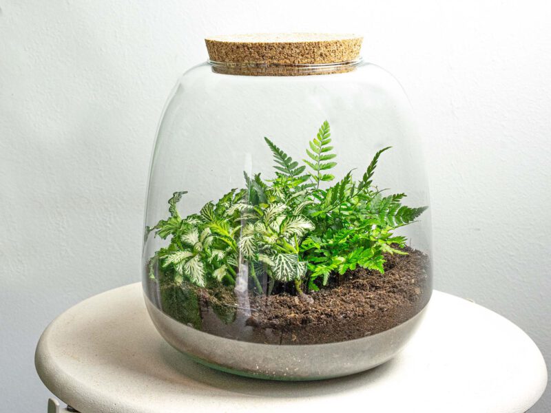 Terrarium Diy Kit - Emma Mini - Diy Kit - ↑ 20 Cm - Ø 19 Cm - Afbeelding 3