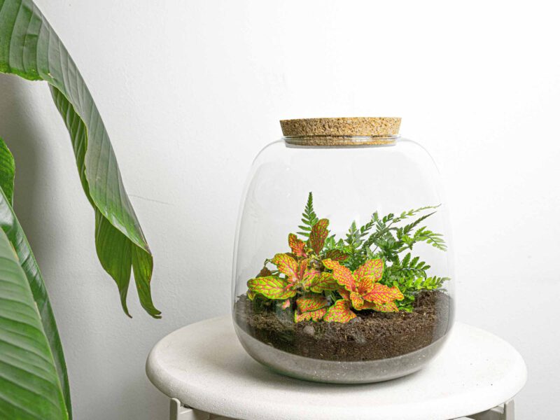 Terrarium Diy Kit - Emma Mini - Diy Kit - ↑ 20 Cm - Ø 19 Cm - Afbeelding 4