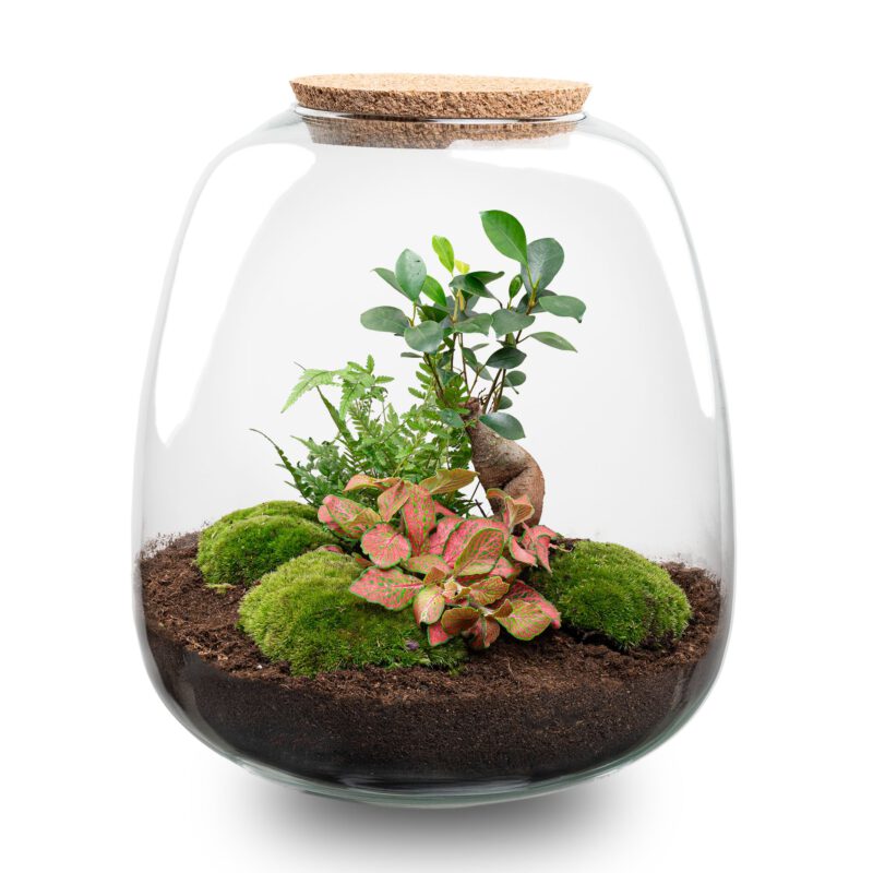 Terrarium Diy Kit - Emma - Diy Kit - ↑ 25 Cm - Ø 23 Cm - Afbeelding 10