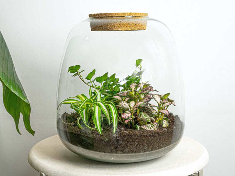 Terrarium Diy Kit - Emma - Diy Kit - ↑ 25 Cm - Ø 23 Cm - Afbeelding 2