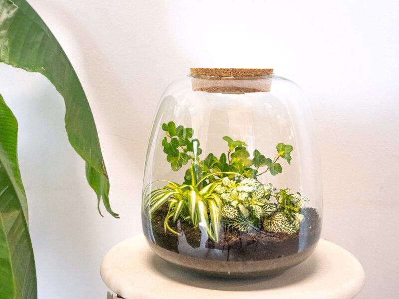 Terrarium Diy Kit - Emma - Diy Kit - ↑ 25 Cm - Ø 23 Cm - Afbeelding 3