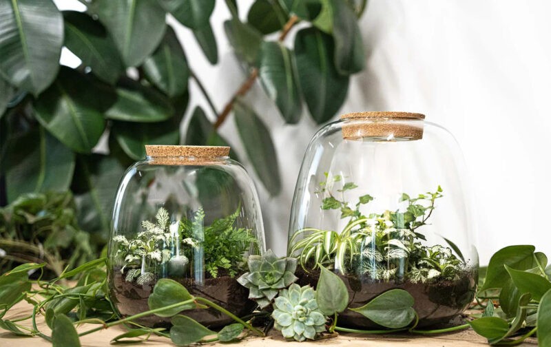 Terrarium Diy Kit - Emma - Diy Kit - ↑ 25 Cm - Ø 23 Cm - Afbeelding 4