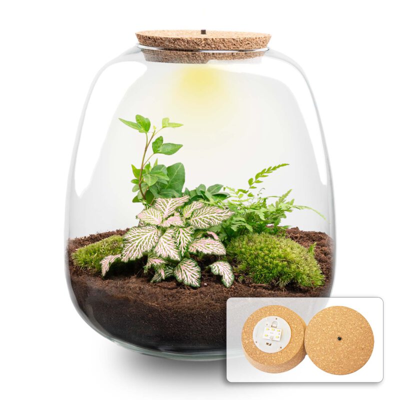 Terrarium Diy Kit - Emma - Diy Kit - ↑ 25 Cm - Ø 23 Cm - Afbeelding 5