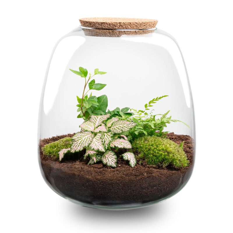 Terrarium Diy Kit - Emma - Diy Kit - ↑ 25 Cm - Ø 23 Cm - Afbeelding 6