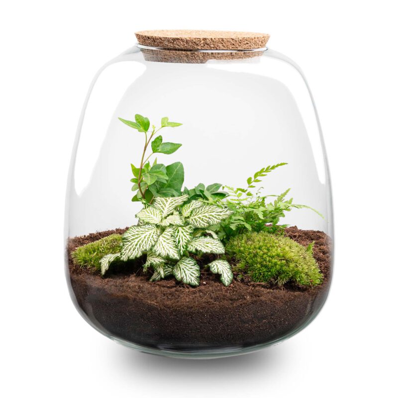 Terrarium Diy Kit - Emma - Diy Kit - ↑ 25 Cm - Ø 23 Cm - Afbeelding 7