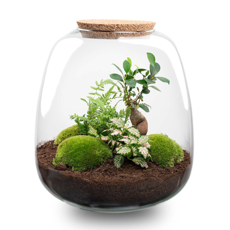 Terrarium Diy Kit - Emma - Diy Kit - ↑ 25 Cm - Ø 23 Cm - Afbeelding 8