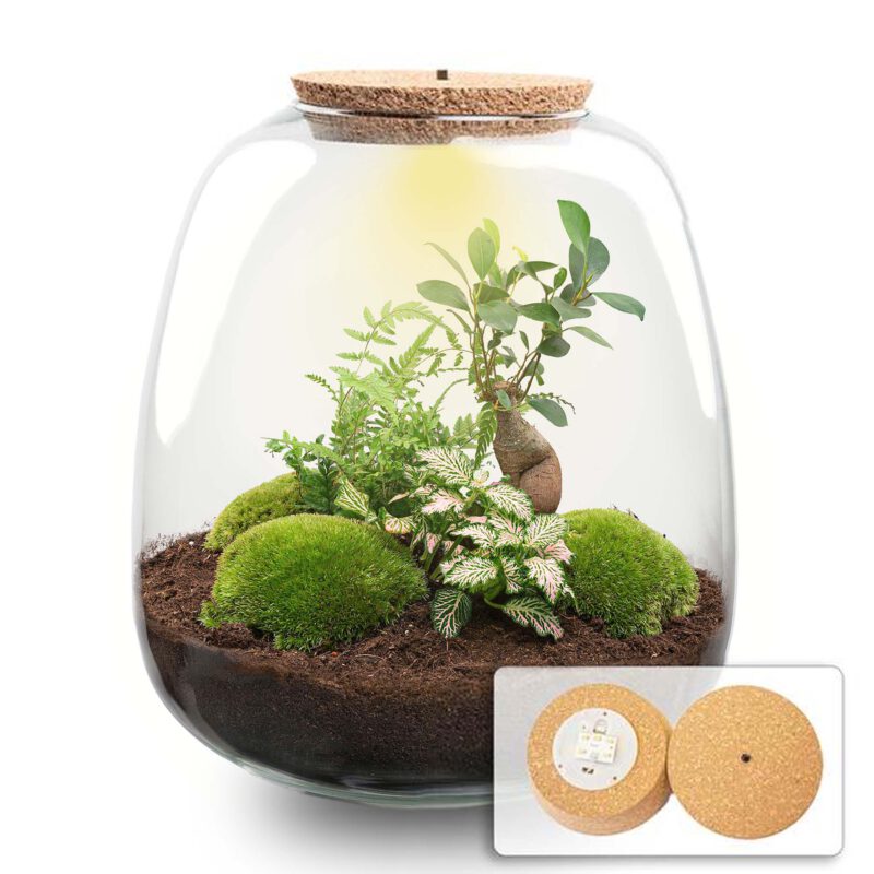 Terrarium Diy Kit - Emma - Diy Kit - ↑ 25 Cm - Ø 23 Cm - Afbeelding 9