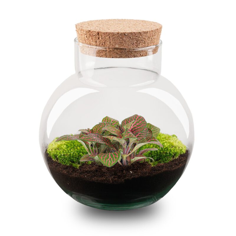 Terrarium Diy Kit - Noah - Diy Kit - ↑ 20 Cm - Afbeelding 2