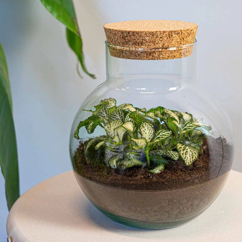 Terrarium Diy Kit - Noah - Diy Kit - ↑ 20 Cm - Afbeelding 4