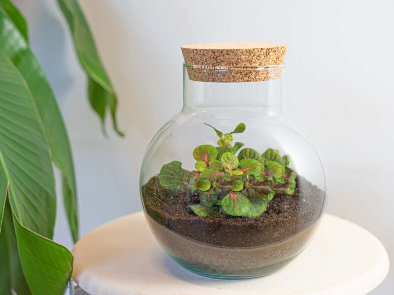 Terrarium Diy Kit - Noah - Diy Kit - ↑ 20 Cm - Afbeelding 6