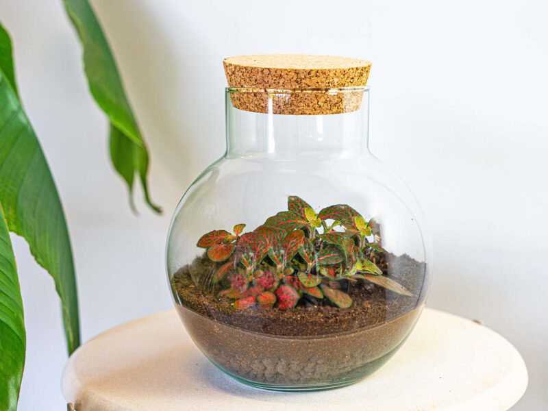 Terrarium Diy Kit - Noah - Diy Kit - ↑ 20 Cm - Afbeelding 7