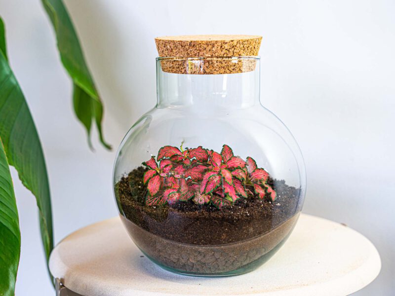 Terrarium Diy Kit - Noah - Diy Kit - ↑ 20 Cm - Afbeelding 8