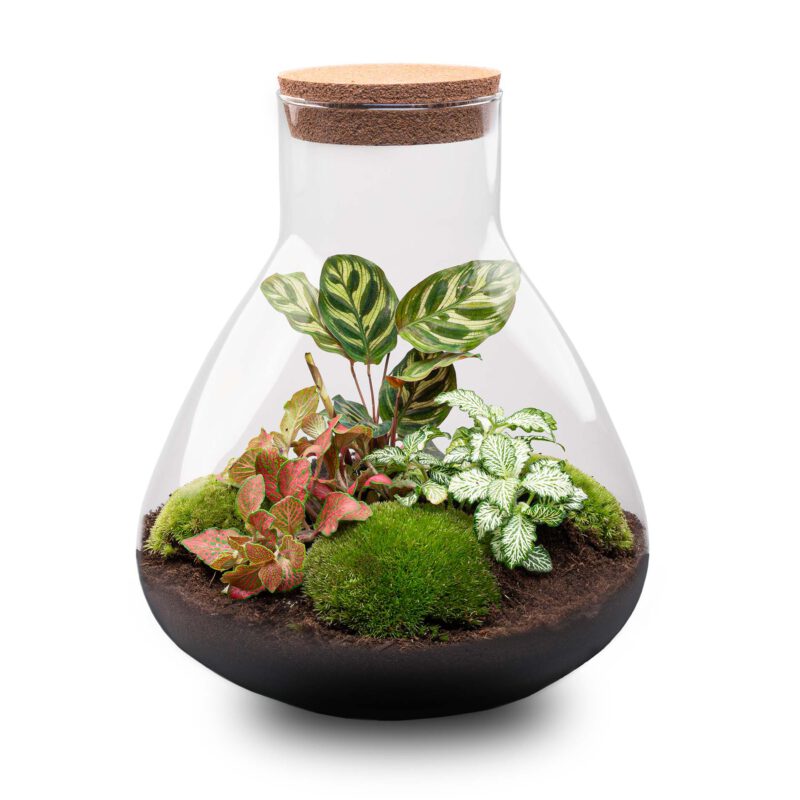 Terrarium Diy Kit - Sam Xl Red - Bottle Garden - ↑ 35 Cm - Afbeelding 2