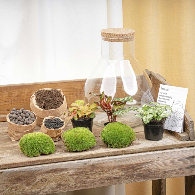 Terrarium Diy Kit - Sam Xl Red - Bottle Garden - ↑ 35 Cm - Afbeelding 3