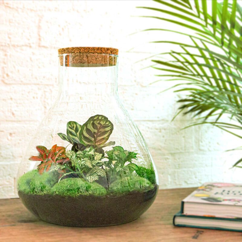 Terrarium Diy Kit - Sam Xl Red - Bottle Garden - ↑ 35 Cm - Afbeelding 4