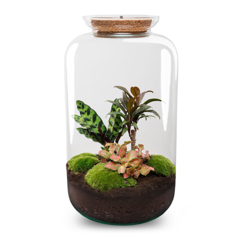 Terrarium Diy Kit - Sven Xl Palm - With Lightning - Bottle Garden - ↑ 43 Cm - Afbeelding 2