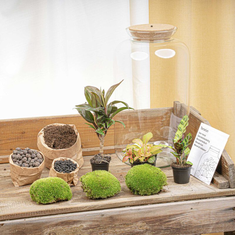 Terrarium Diy Kit - Sven Xl Palm - With Lightning - Bottle Garden - ↑ 43 Cm - Afbeelding 3