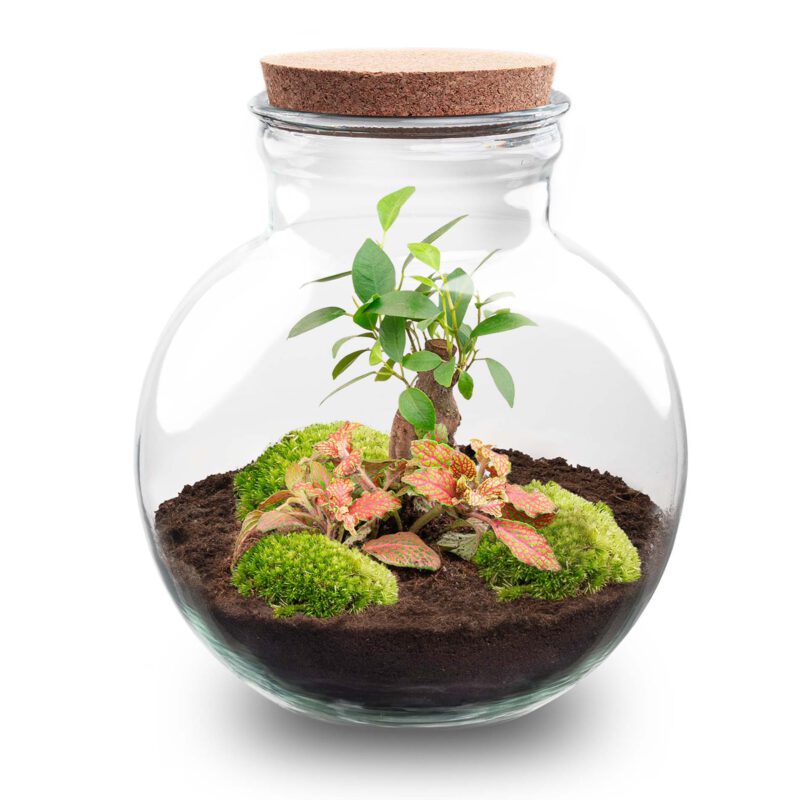 Terrarium Diy Kit - Teddy Bonsai - Bottle Garden - ↑ 26,5 Cm - Afbeelding 2