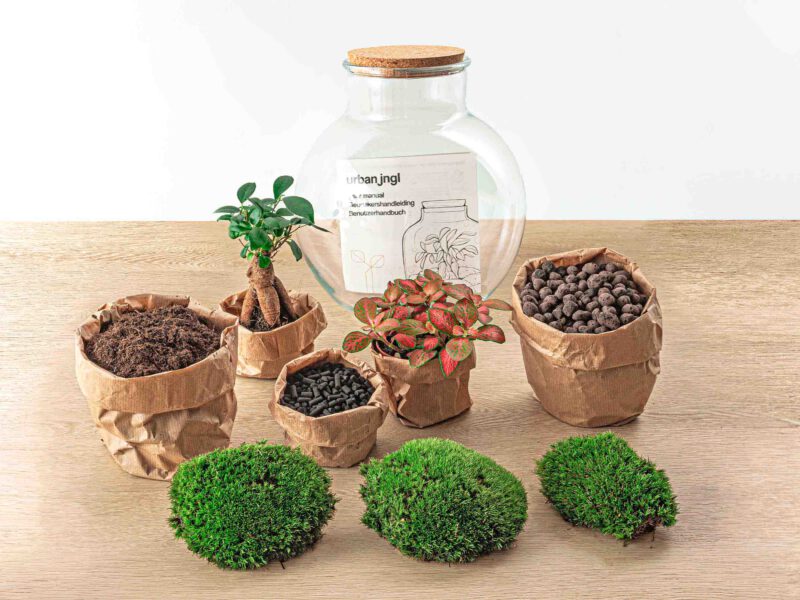 Terrarium Diy Kit - Teddy Bonsai - Bottle Garden - ↑ 26,5 Cm - Afbeelding 3
