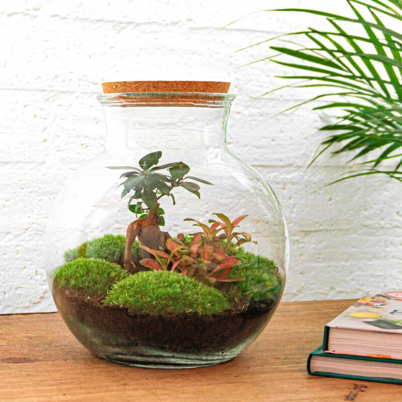 Terrarium Diy Kit - Teddy Bonsai - Bottle Garden - ↑ 26,5 Cm - Afbeelding 4