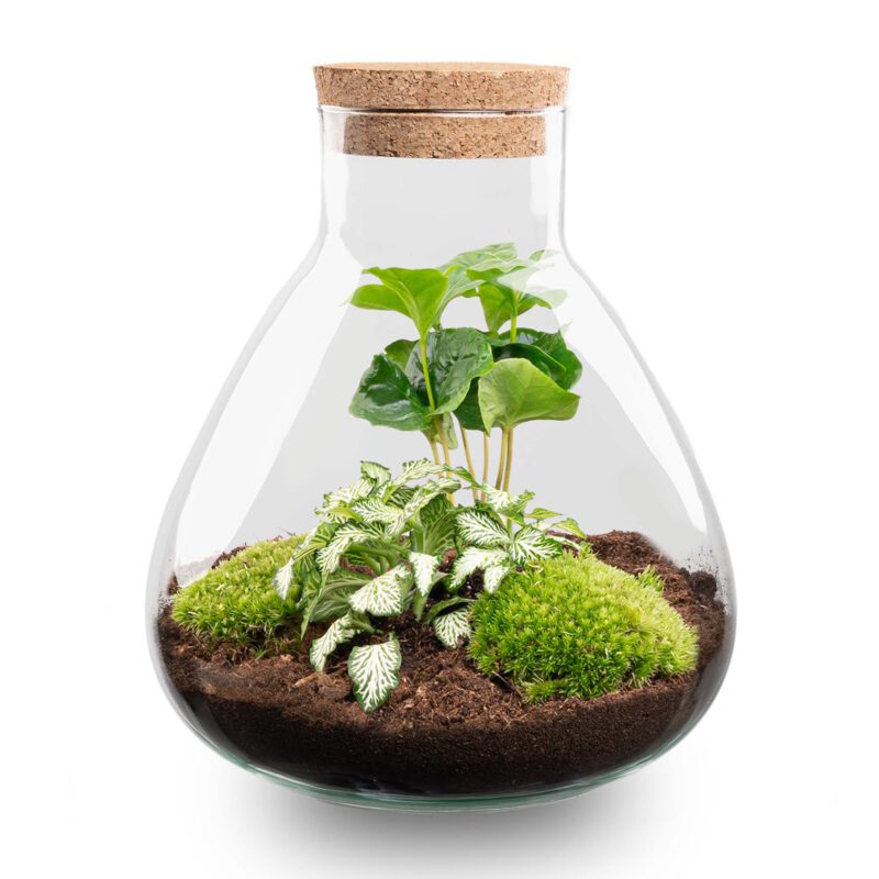 Terrarium Diy Kit - Sammie Coffea - Bottle Garden - ↑ 27 Cm - Afbeelding 2