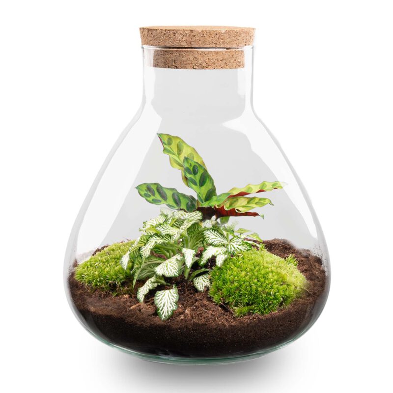 Terrarium Diy Kit - Sammie Coffea - Bottle Garden - ↑ 27 Cm - Afbeelding 3