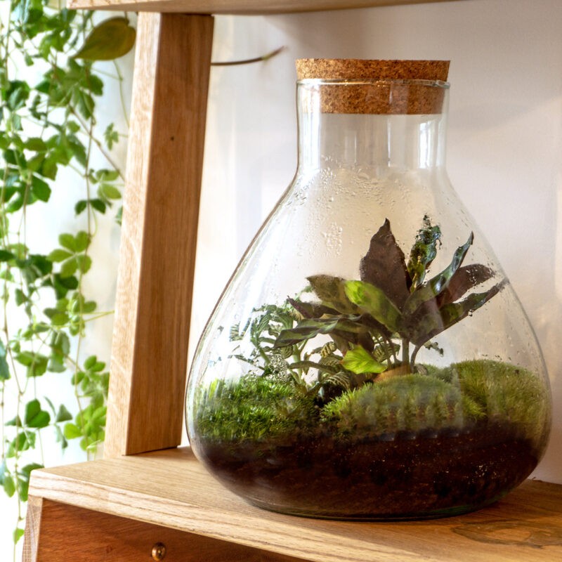 Terrarium Diy Kit - Sammie Coffea - Bottle Garden - ↑ 27 Cm - Afbeelding 4