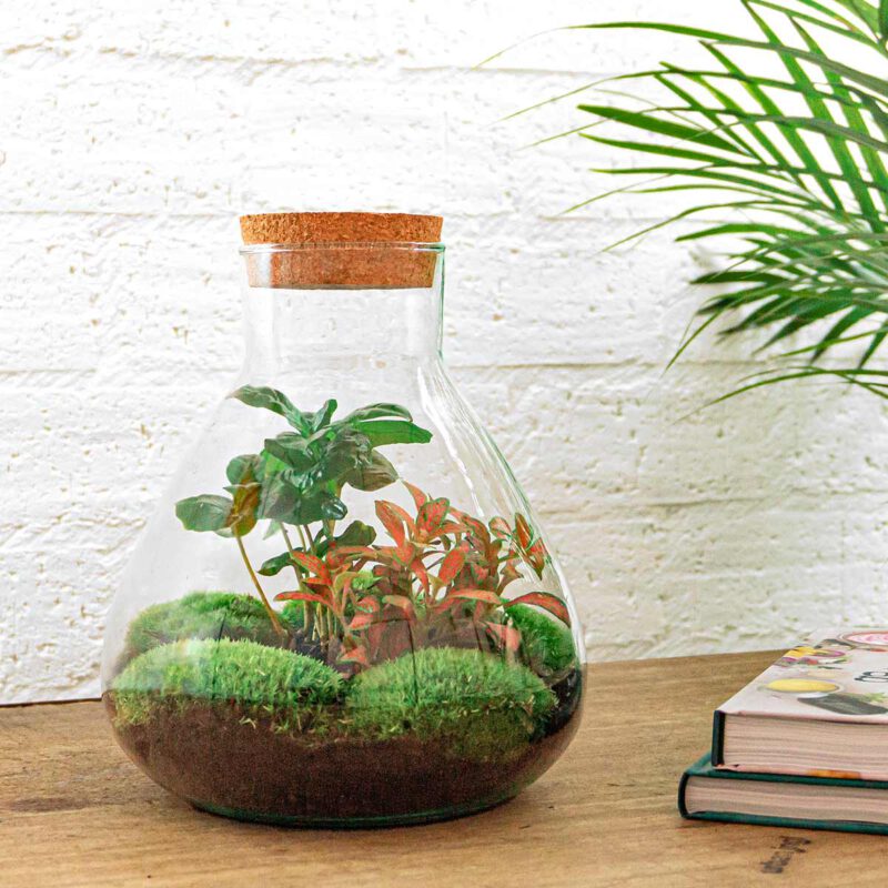 Terrarium Diy Kit - Sammie Coffea - Bottle Garden - ↑ 27 Cm - Afbeelding 5
