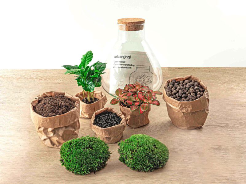 Terrarium Diy Kit - Sammie Coffea - Bottle Garden - ↑ 27 Cm - Afbeelding 6