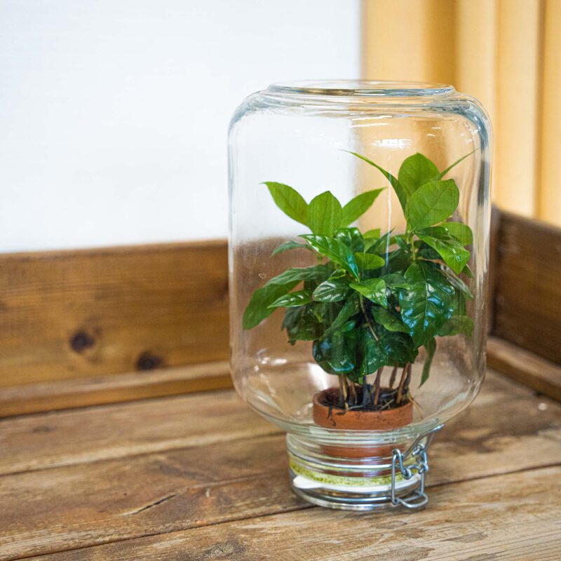 Terrarium Diy Kit - Easyplant  - ↑ 28 Cm - Afbeelding 3