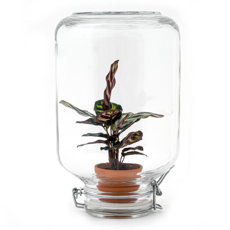Terrarium Diy Kit - Easyplant  - ↑ 28 Cm - Afbeelding 4