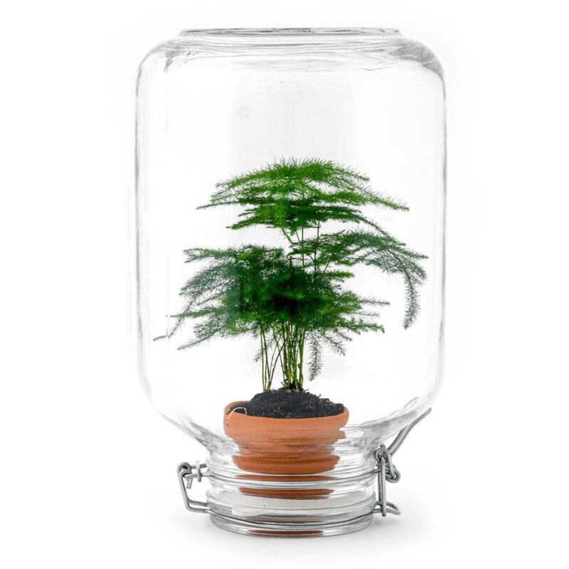 Terrarium Diy Kit - Easyplant  - ↑ 28 Cm - Afbeelding 5