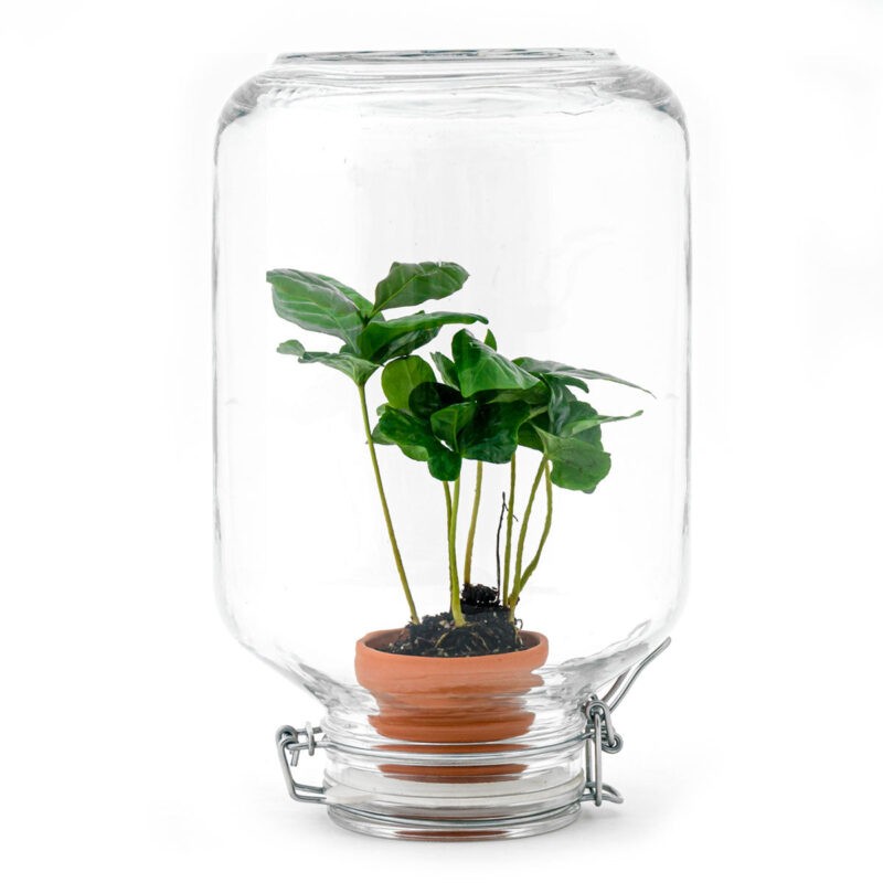 Terrarium Diy Kit - Easyplant  - ↑ 28 Cm - Afbeelding 6