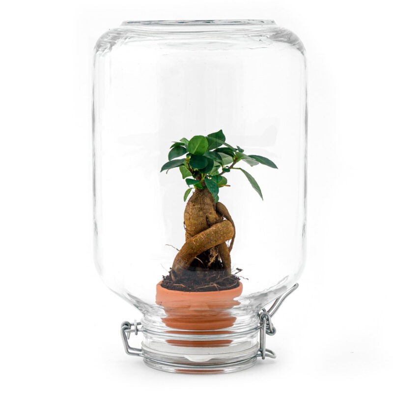Terrarium Diy Kit - Easyplant  - ↑ 28 Cm - Afbeelding 7