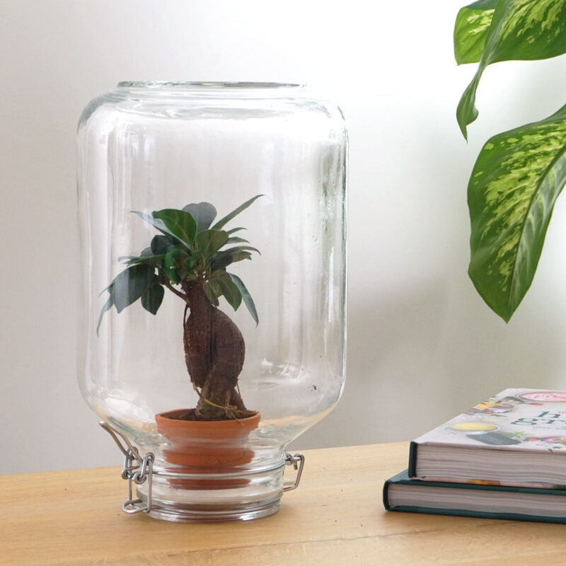 Terrarium Diy Kit - Easyplant  - ↑ 28 Cm - Afbeelding 8