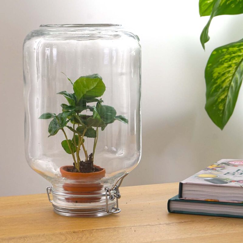 Terrarium Diy Kit - Easyplant  - ↑ 28 Cm - Afbeelding 9
