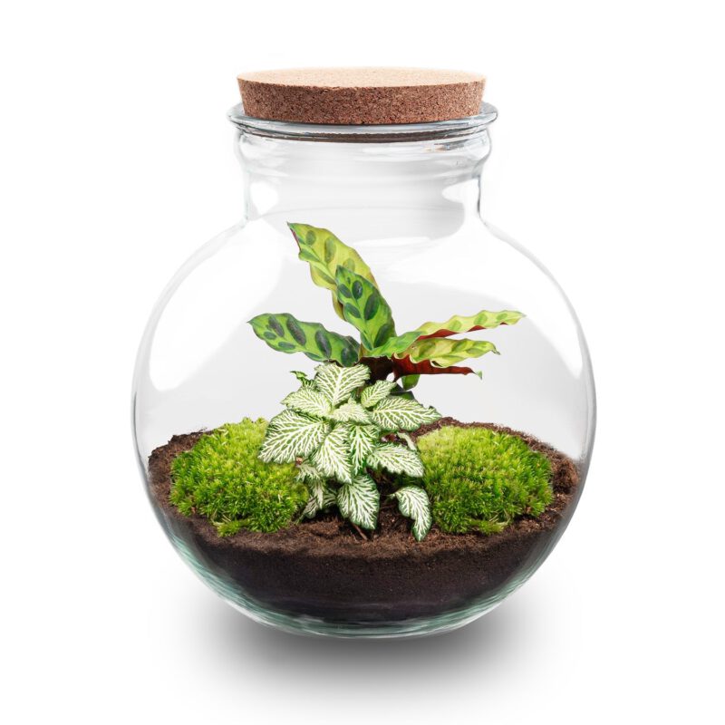 Terrarium Diy Kit - Teddy - Bottle Garden - ↑ 26,5 Cm - Afbeelding 2