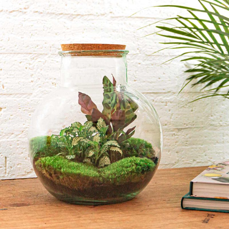 Terrarium Diy Kit - Teddy - Bottle Garden - ↑ 26,5 Cm - Afbeelding 4