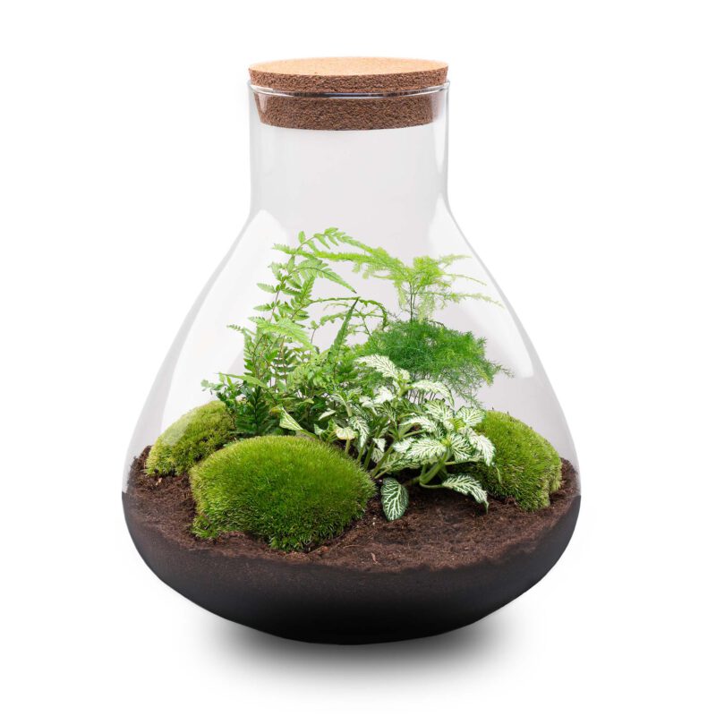 Terrarium Diy Kit - Sam Xl - Bottle Garden - ↑ 35 Cm - Afbeelding 2