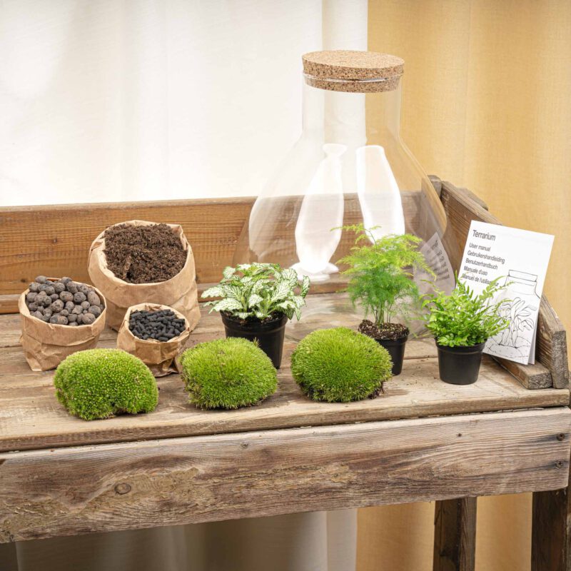 Terrarium Diy Kit - Sam Xl - Bottle Garden - ↑ 35 Cm - Afbeelding 3