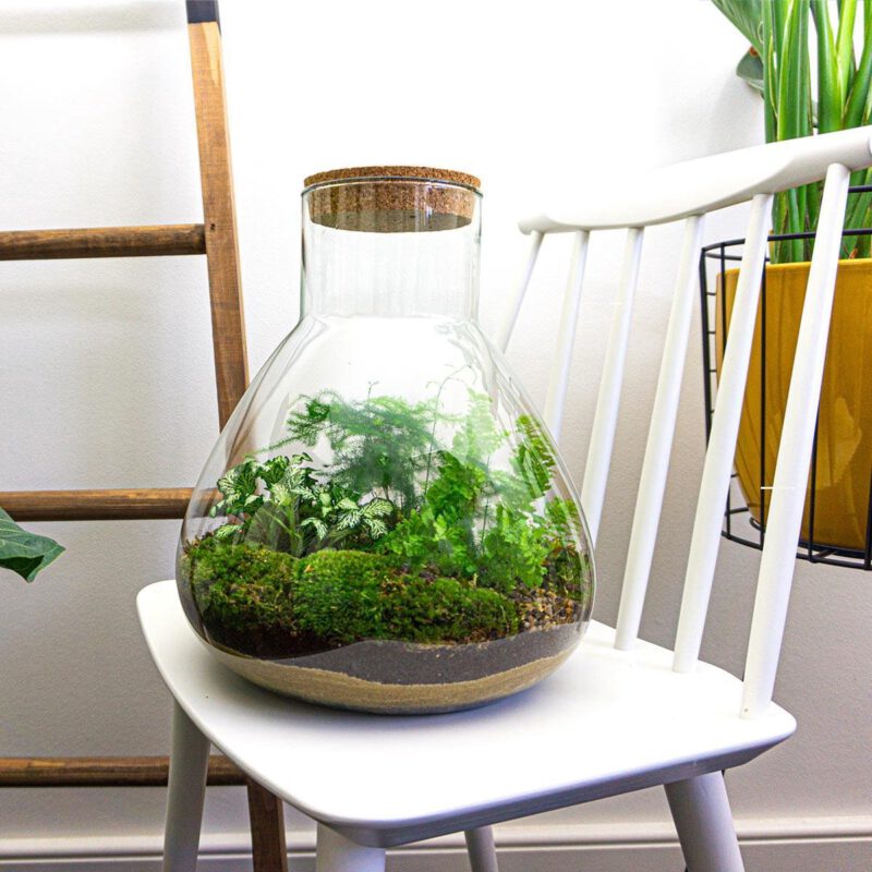 Terrarium Diy Kit - Sam Xl - Bottle Garden - ↑ 35 Cm - Afbeelding 4