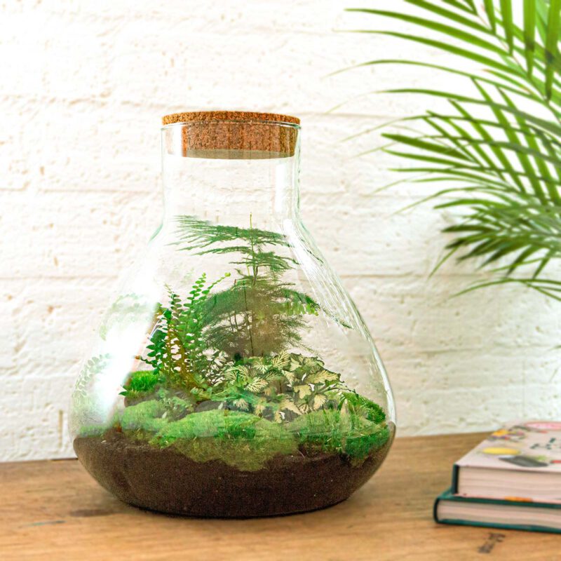 Terrarium Diy Kit - Sam Xl - Bottle Garden - ↑ 35 Cm - Afbeelding 5