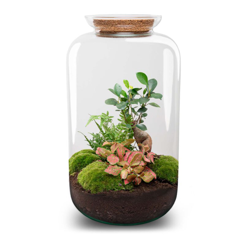 Terrarium Diy Kit - Sven Ginseng Bonsai Xl - With Light - Bottle Garden - ↑ 43 Cm - Afbeelding 2