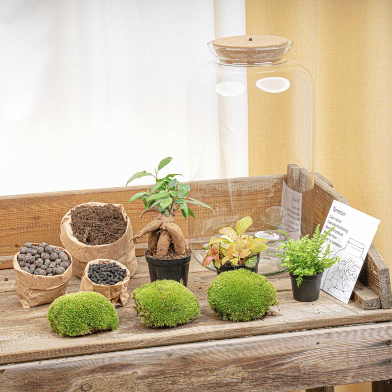 Terrarium Diy Kit - Sven Ginseng Bonsai Xl - With Light - Bottle Garden - ↑ 43 Cm - Afbeelding 3