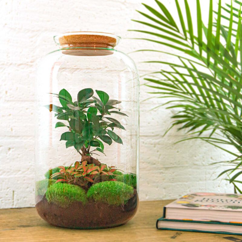 Terrarium Diy Kit - Sven Ginseng Bonsai Xl - With Light - Bottle Garden - ↑ 43 Cm - Afbeelding 4