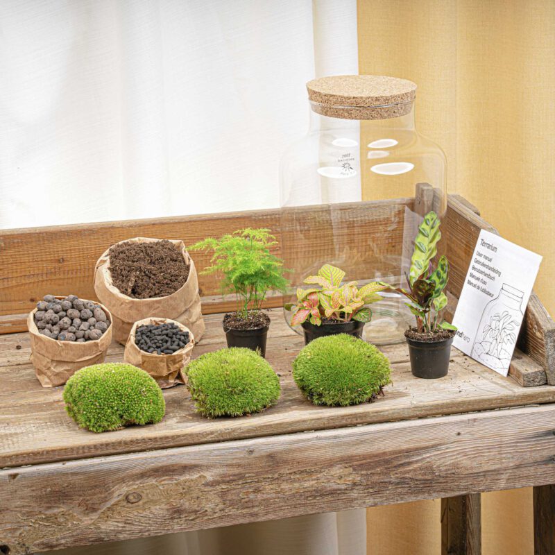 Terrarium Diy Kit - Milky - Bottle Garden - ↑ 30 Cm - Afbeelding 2