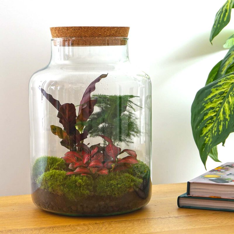 Terrarium Diy Kit - Milky - Bottle Garden - ↑ 30 Cm - Afbeelding 3